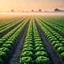 想了解更多开云体育相关内容，尽在开云。 - 开云